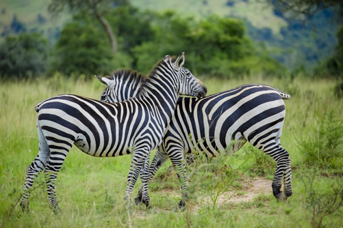 3 Days Lake Nakuru National Park Safari