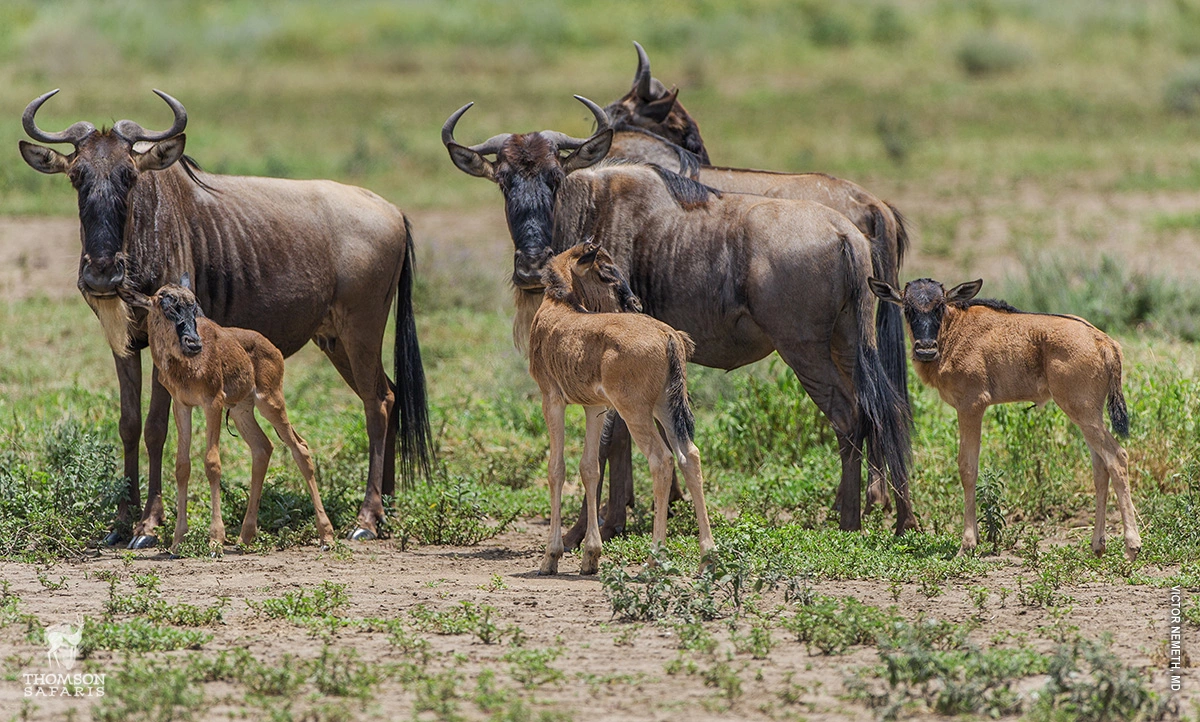 5 Days Calving Seasons Safari (Serengeti)