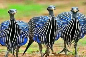 Bird Watching in Kenya