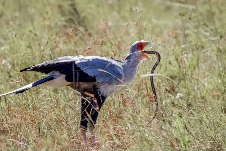 Bird Watching in Kenya