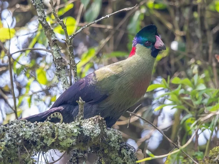 Birding in Mount Rwenzori National Park
