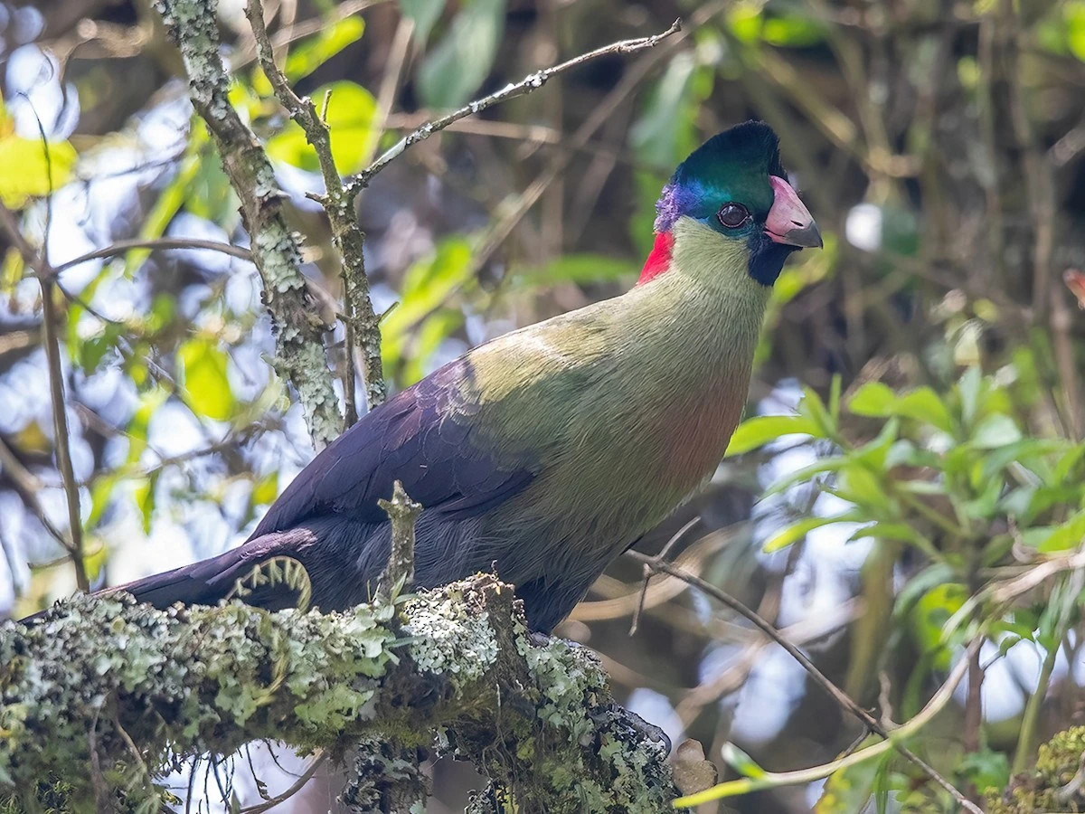 Birding in Mount Rwenzori National Park