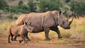 Black Rhino Tracking in Samburu