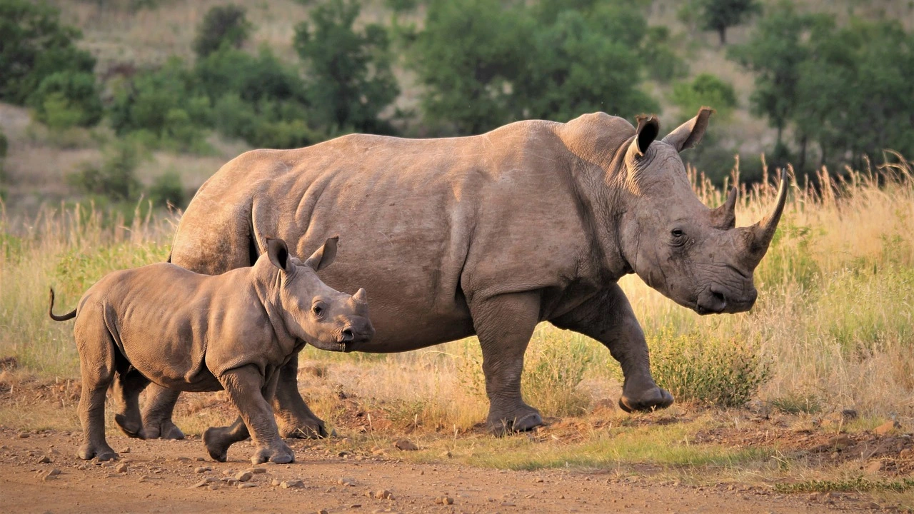 Black Rhino Tracking in Samburu