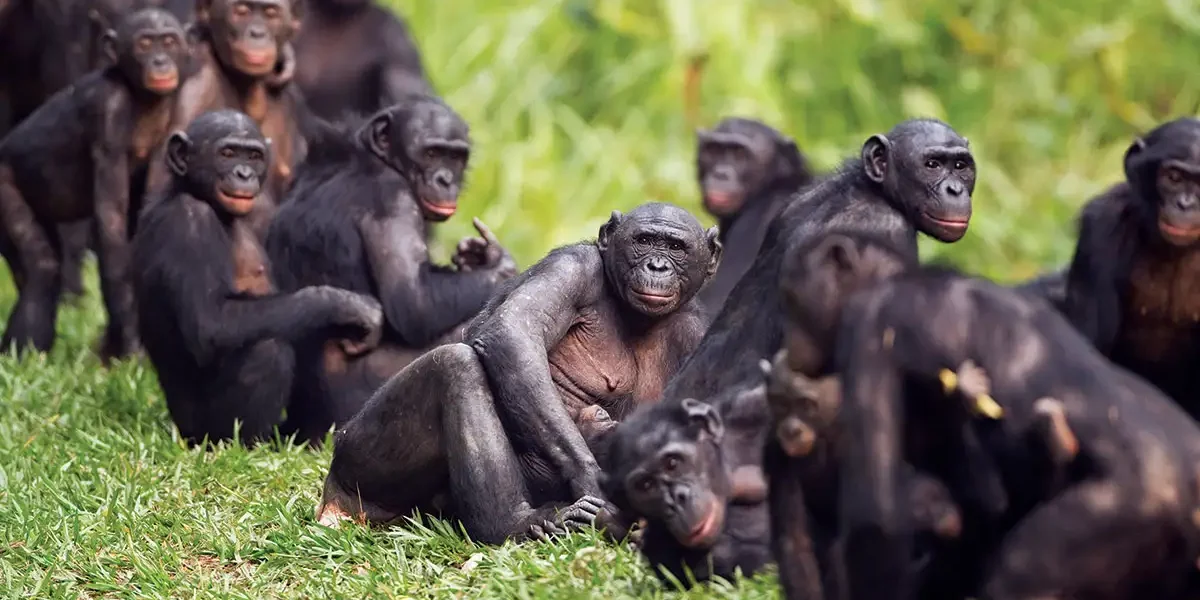 Where to See Bonobos in Africa?