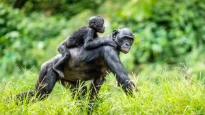 Where to See Bonobos in Africa?