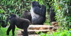 Bweza Gorilla family in Bwindi