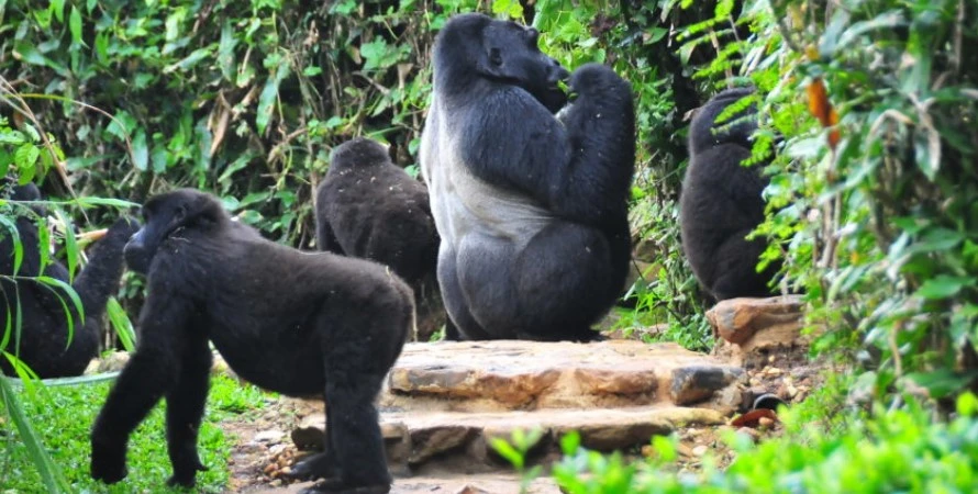 Bweza Gorilla family in Bwindi