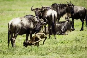 Calving Season in Ndutu Region of Serengeti