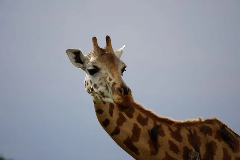 Giraffes to Ziwa Rhino Sanctuary