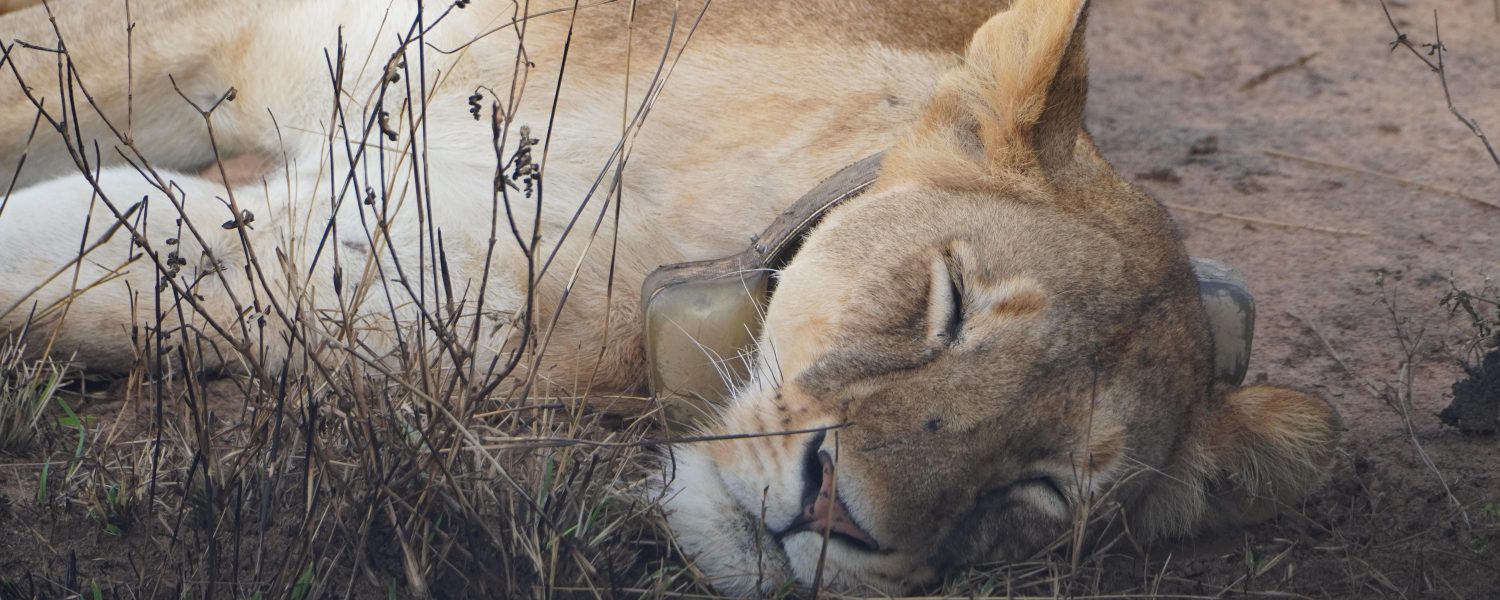 Lions in Uganda