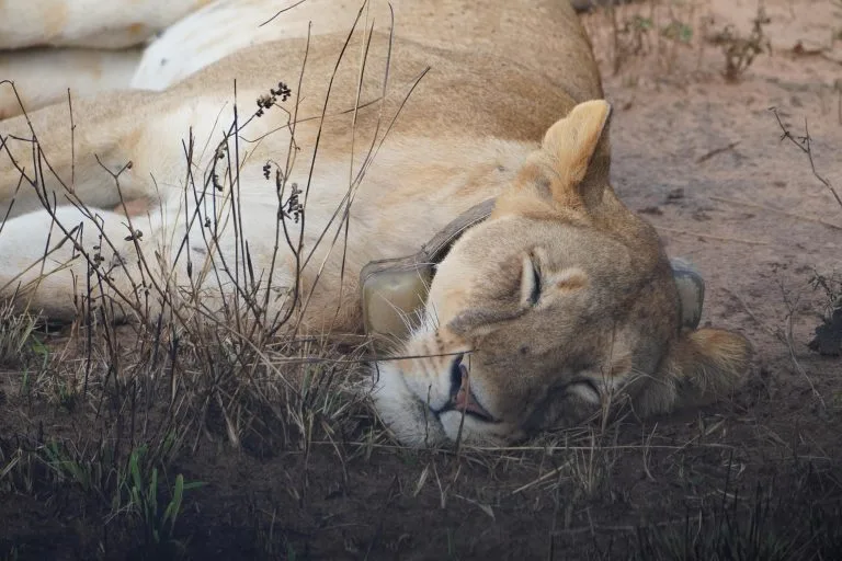 Lions in Uganda