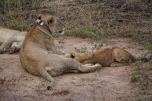 Lions in Uganda