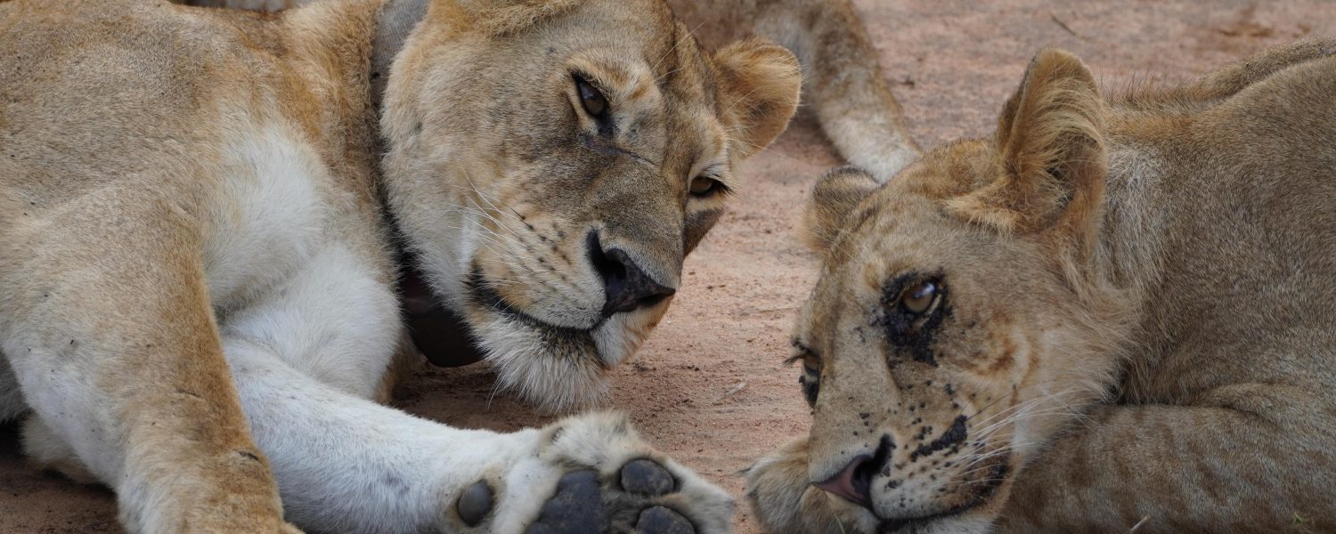 3 Days Kidepo National Park Safari