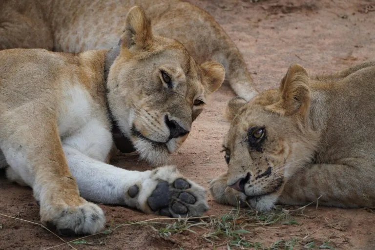 3 Days Kidepo National Park Safari
