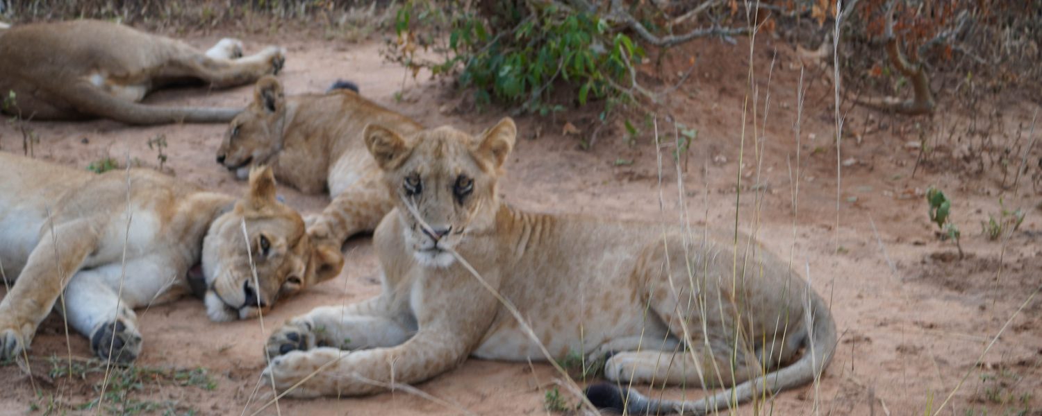 Big Five Safaris in Rwanda