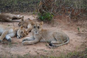 Big Five Safaris in Rwanda