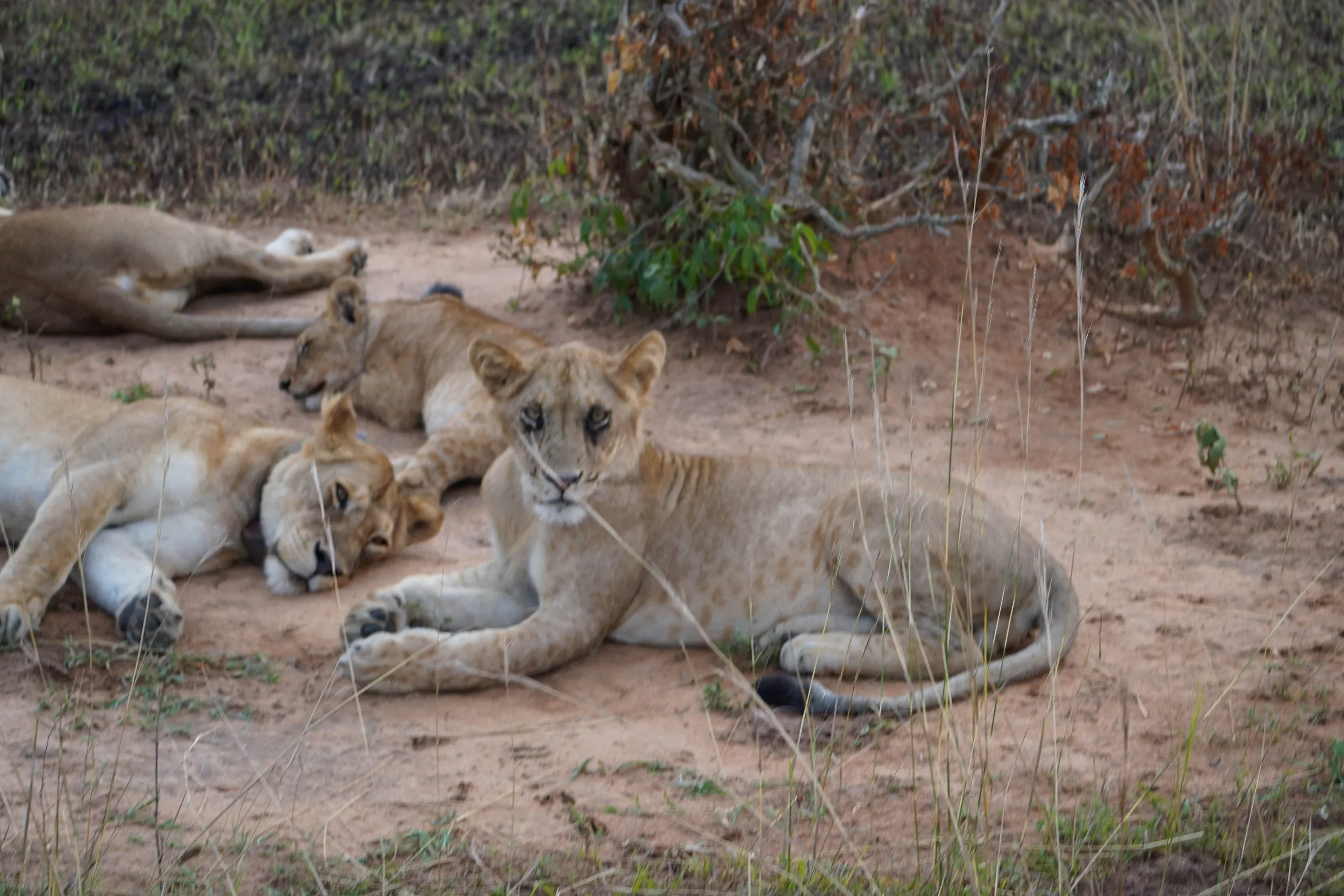 Big Five Safaris in Rwanda