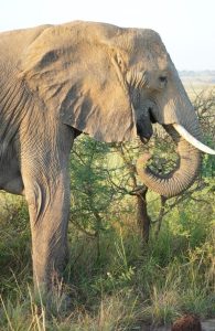 Big Five Safaris in Rwanda