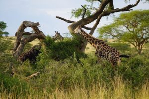 Uganda safari wet season
