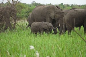 Visit All East African Countries On One Trip