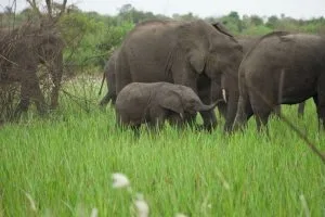 Visit All East African Countries On One Trip
