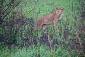 What to See and Do in Kidepo Valley National Park