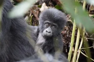 Bonobos in Africa