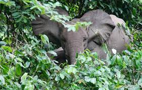 Forest Elephants in East Africa