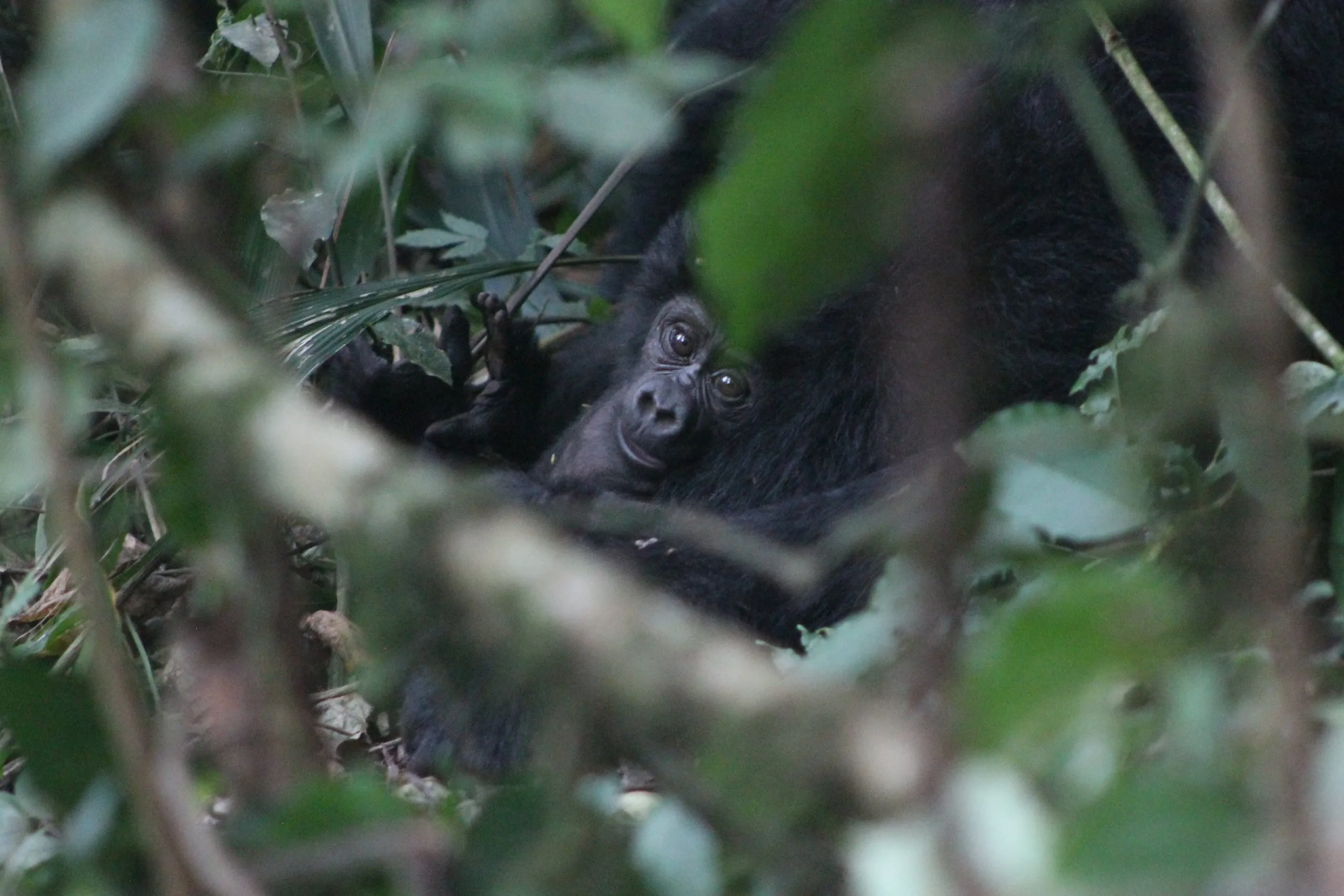Frequently Asked Questions About Bwindi National Park