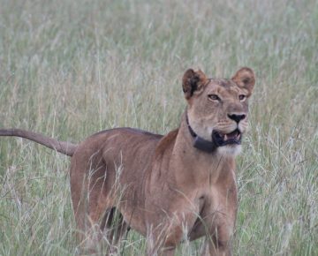 10 Days Uganda Budget Safari