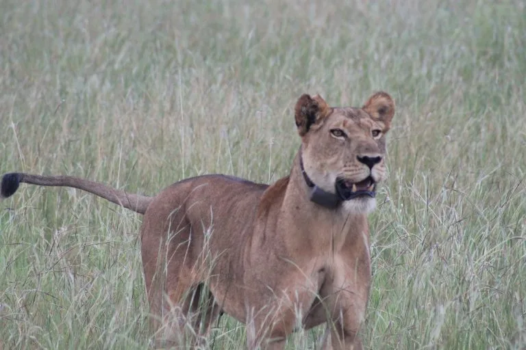 10 Days Uganda Budget Safari