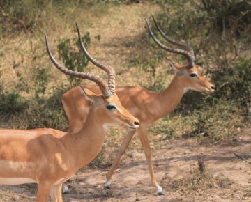 8 Days Uganda Budget Safari