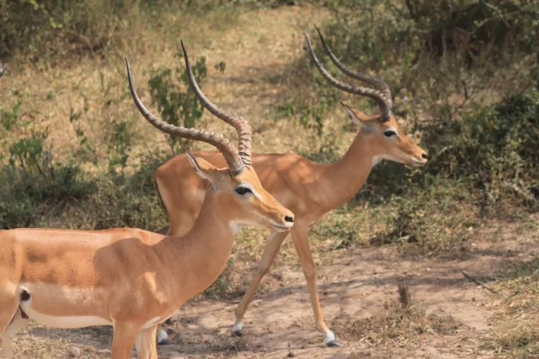 8 Days Uganda Budget Safari