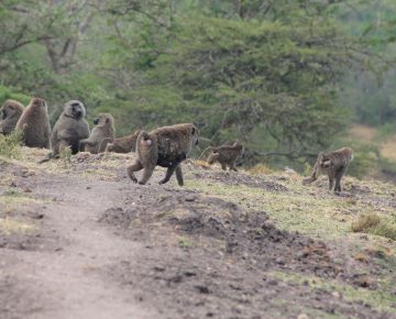 5 Days Uganda Primate Safari