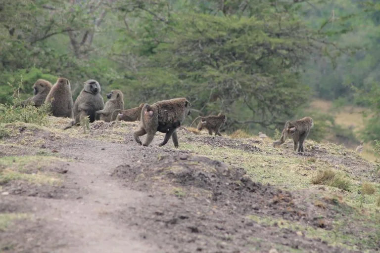 5 Days Uganda Primate Safari