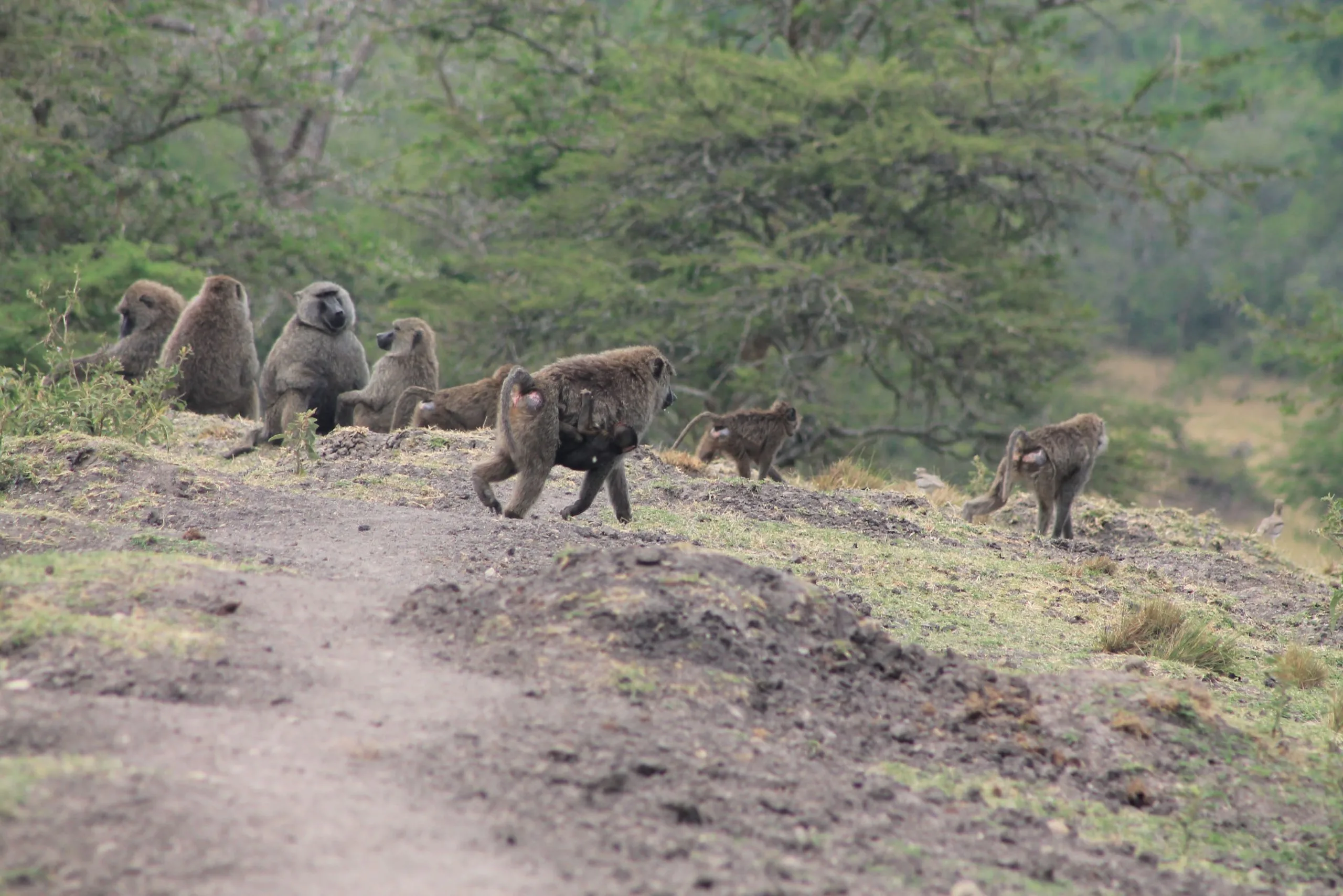 5 Days Uganda Primate Safari