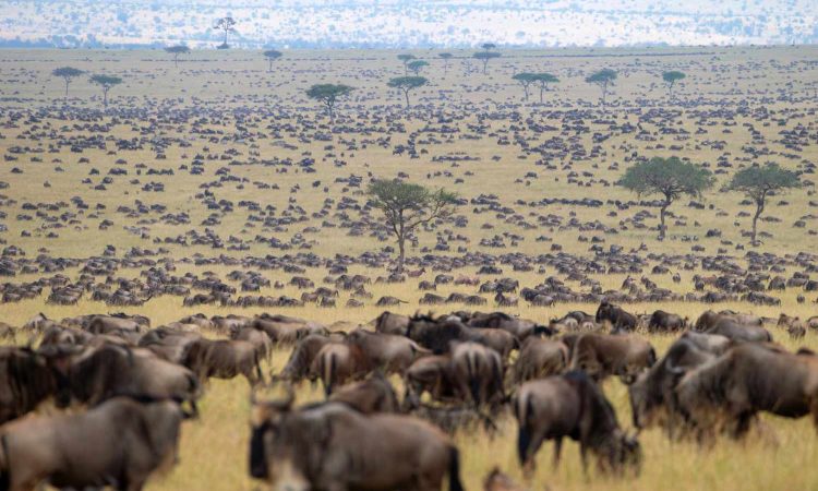 Seasonal Movement of Wildebeests in Kenya and Tanzania
