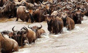 Seasonal Movement of Wildebeests in Kenya and Tanzania