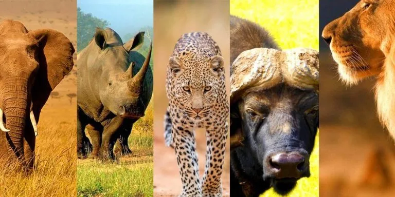 The Big Five in Tanzania