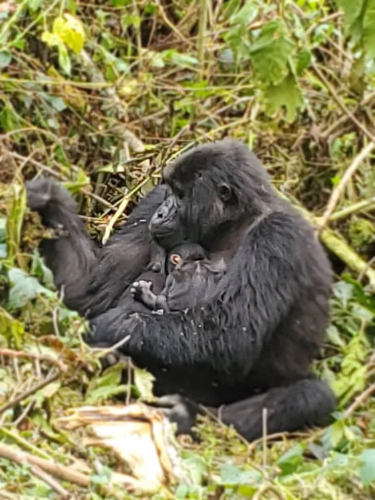gorilla family babies in Bwindi