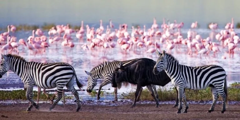 Wild Animals in Lake Nakuru National Park