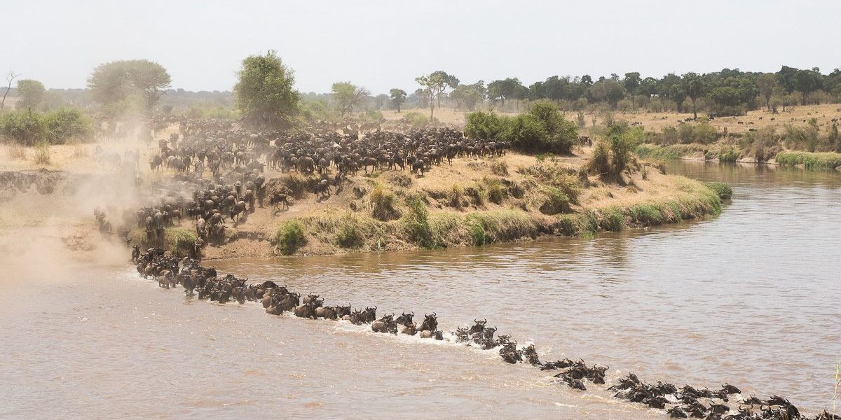 Wildebeest Migration in the Seronera Region