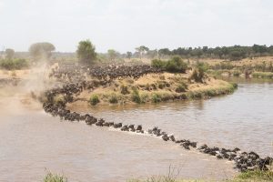 Wildebeest Migration in the Seronera Region