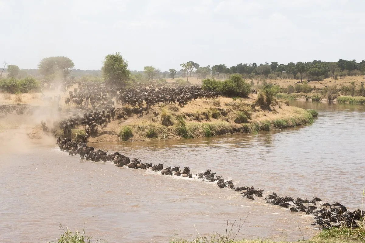 Wildebeest Migration in the Seronera Region