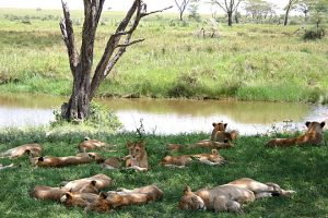 Wildebeest Migration in the Seronera Region 