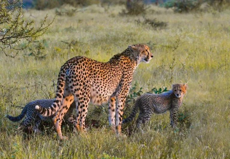 What to See and Do on Masai Mara and Kidepo Safari?