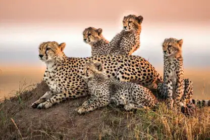 13 Days Combined Kenya and Tanzania Safari