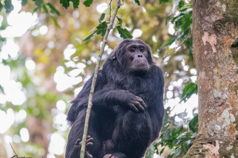 5 Days Rwanda Apes Safari