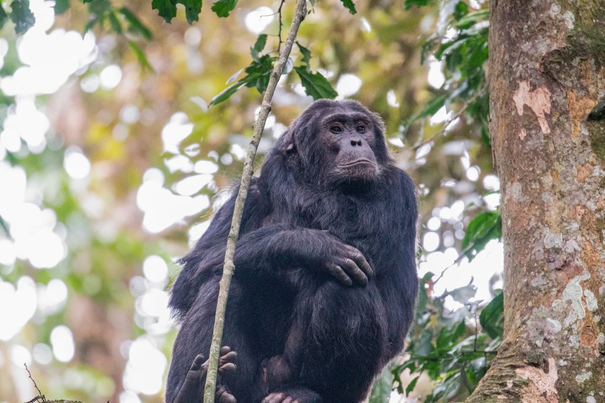 5 Days Rwanda Apes Safari
